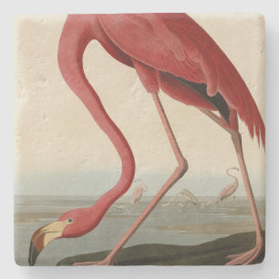 American Flamingo from Audubon's Birds of America Stone Coaster
