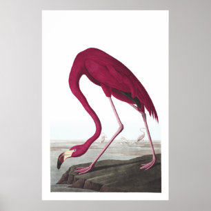 American Flamingo Illustration Poster