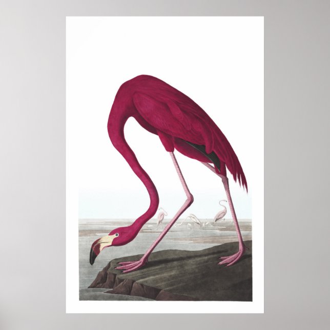 American Flamingo Illustration Poster (Front)