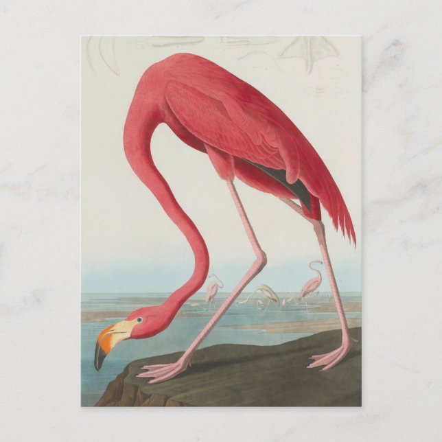 American Flamingo ... J.J. Audubon Postcard (Front)