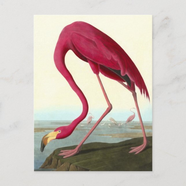American Flamingo, John James Audubon Fine Postcard (Front)