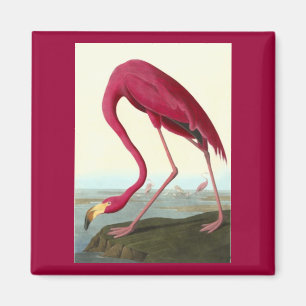 American Flamingo, John James Audubon Magnet