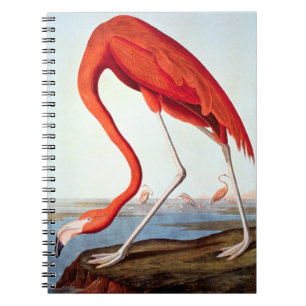 American Flamingo Notebook