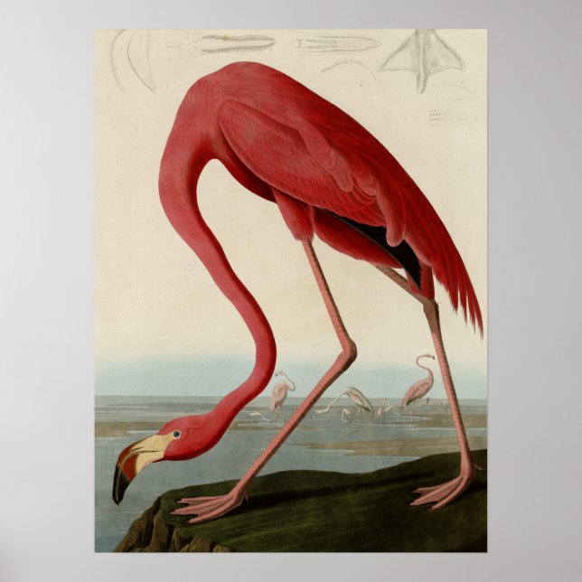 American Flamingo Poster (Front)