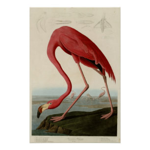 American Flamingo Poster