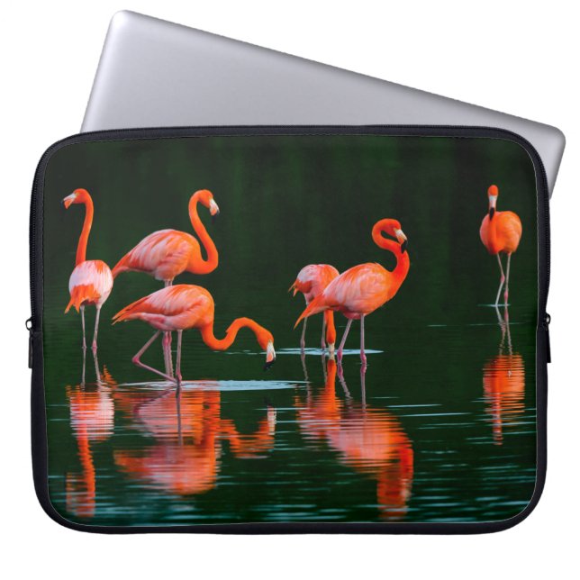 American flamingos with Reflections Resting and Fo Laptop Sleeve (Front)