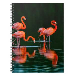 American flamingos with Reflections Resting and Fo Notebook