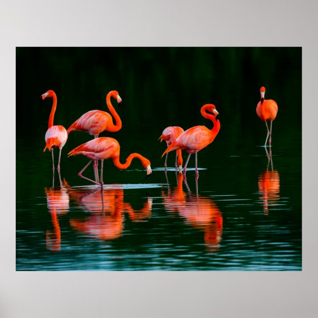 American flamingos with Reflections Resting and Fo Poster (Front)