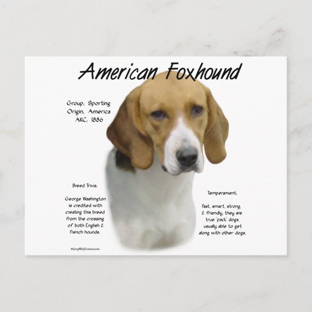 American Foxhound History, All About Foxhounds Postcard (Front)