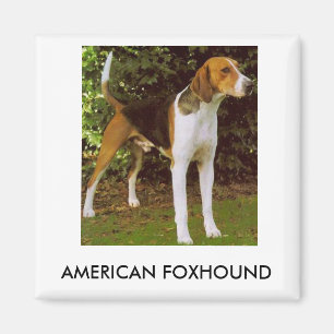 American Foxhound Magnet