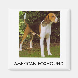 American Foxhound Magnet