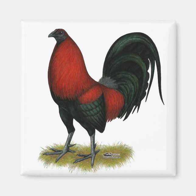 American Game BB Black Red Rooster Magnet (Front)