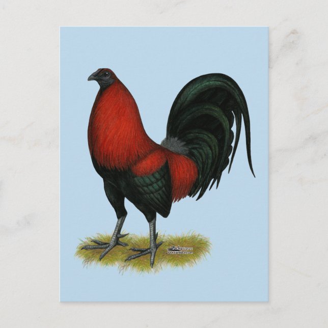 American Game BB Black Red Rooster Postcard (Front)