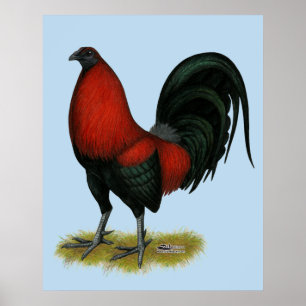 American Game BB Black Red Rooster Poster