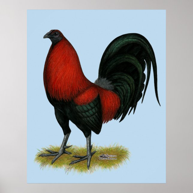 American Game BB Black Red Rooster Poster (Front)