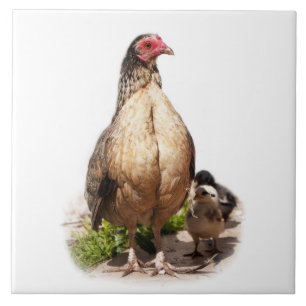 American Game Hen and Baby Chickens Ceramic Tile