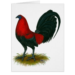 American Gamecock: Brown Red