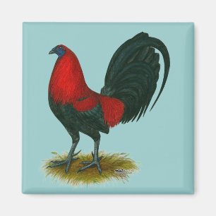 American Gamecock:  Brown Red Magnet