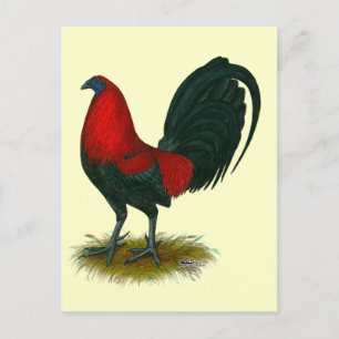 American Gamecock: Brown Red Postcard