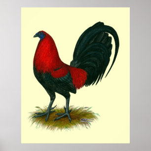 American Gamecock:  Brown Red Poster
