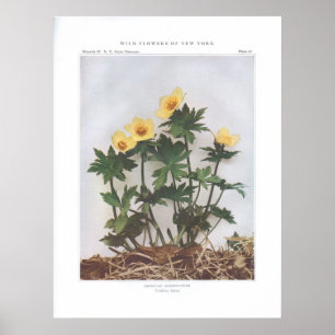 American Globeflower - Trollius laxus Poster