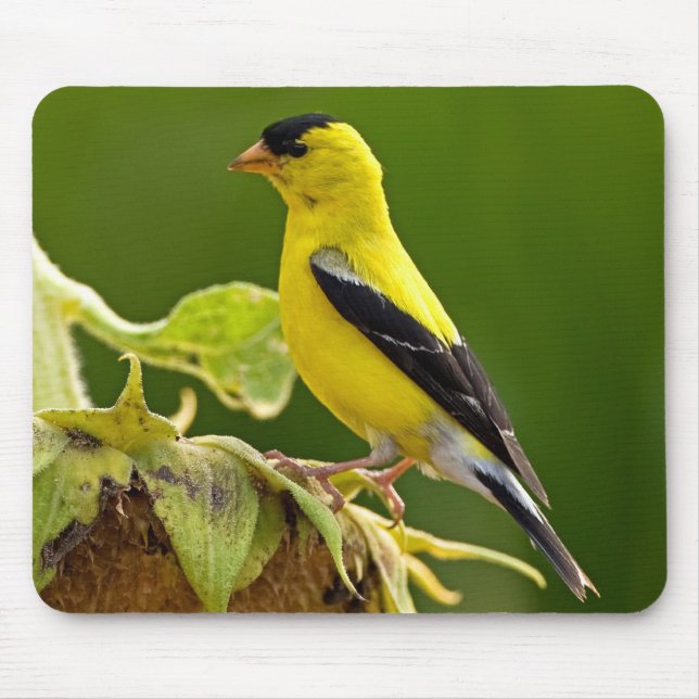 American Gold Finch Mouse Pad (Front)