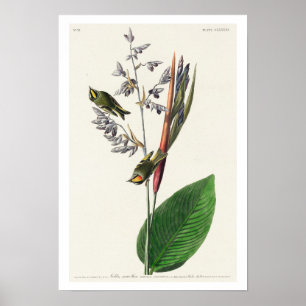 American Golden crested-Wren by Audubon Poster
