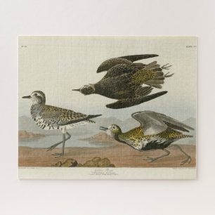 American Golden-Plover, Audubon's Birds of America Jigsaw Puzzle