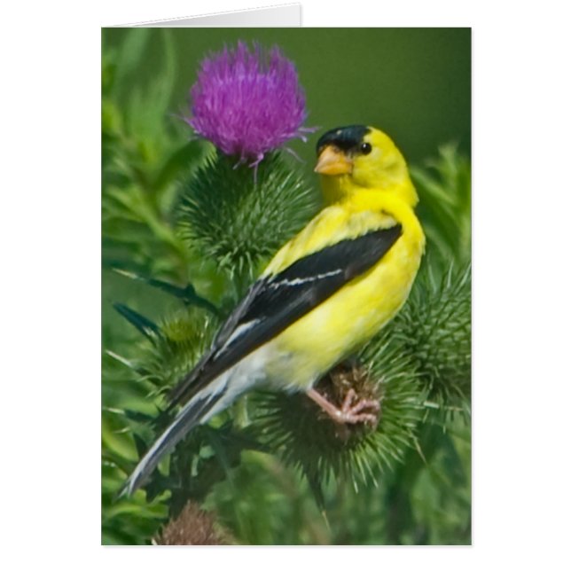 American Goldfinch (Front)