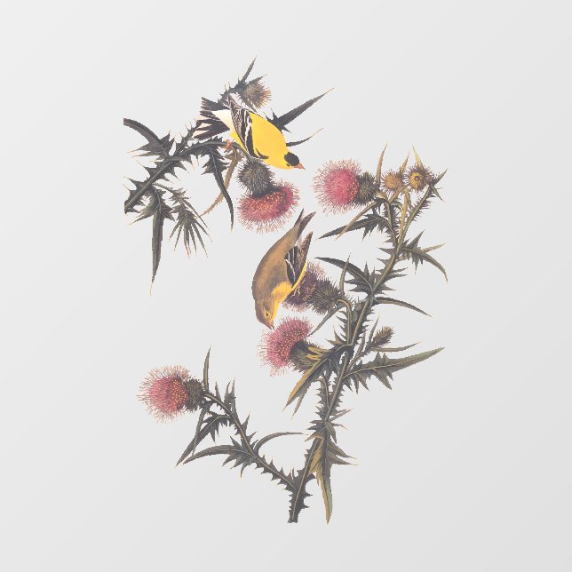 American Goldfinch Audubon Birds of America (Sheet)