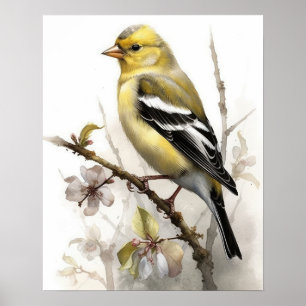 American Goldfinch Bird Art Print Poster