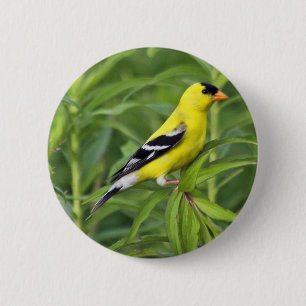 American Goldfinch Button