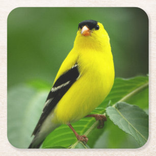 American Goldfinch Drink Coaster