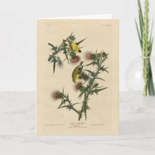 American Goldfinch from Audubon's Birds of America Card