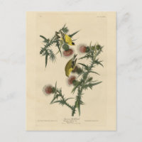 American Goldfinch from Audubon's Birds of America