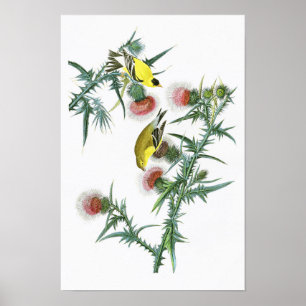 American Goldfinch John Audubon Birds of America Poster