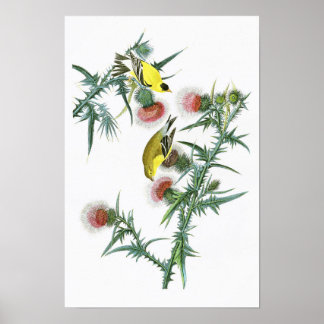 American Goldfinch John Audubon Birds of America Poster