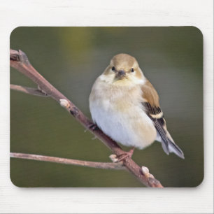 American Goldfinch Looking At You Mouse Pad
