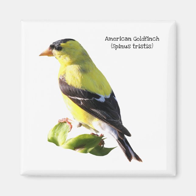 American Goldfinch Magnet (Front)