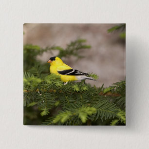 American Goldfinch male in a tree 15 Cm Square Badge