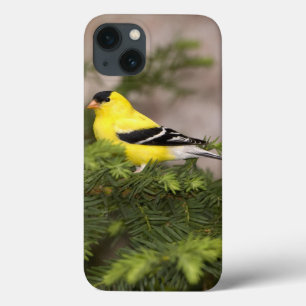 American Goldfinch male in a tree iPhone 13 Case