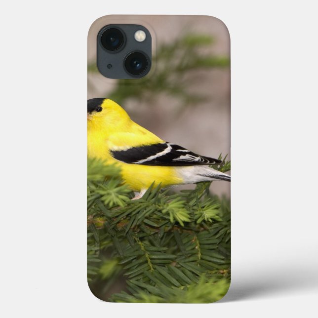 American Goldfinch male in a tree Case-Mate iPhone Case (Back)