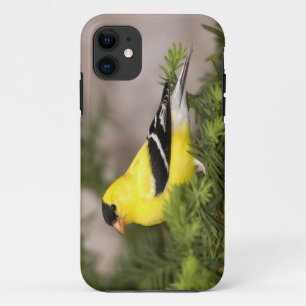 American Goldfinch male in a tree iPhone 11 Case