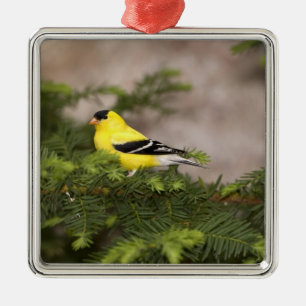 American Goldfinch male in a tree Metal Tree Decoration