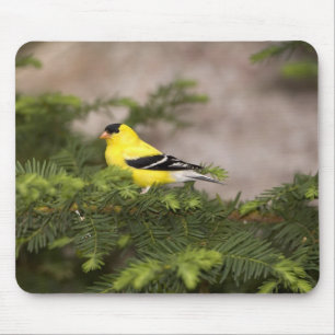 American Goldfinch male in a tree Mouse Pad