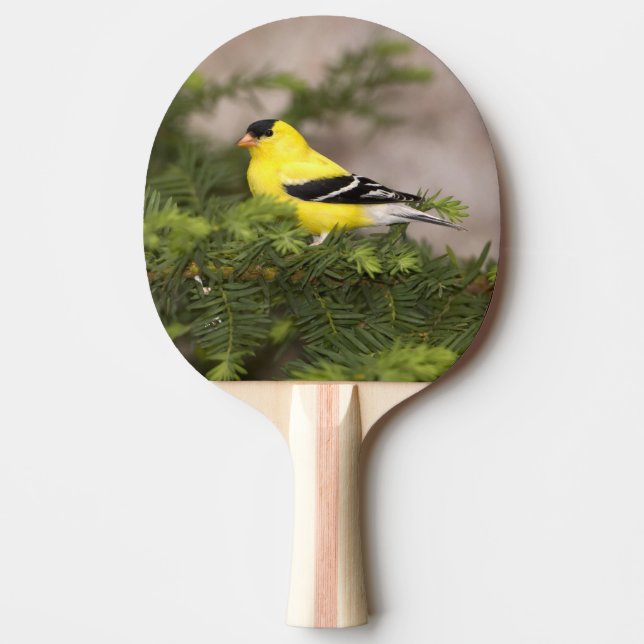 American Goldfinch male in a tree Ping Pong Paddle (Front)