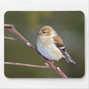 American Goldfinch Mouse Pad