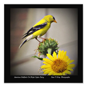 American Goldfinch On Daisy Wall Art Print