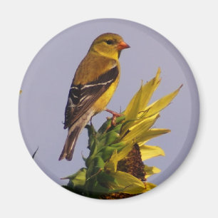 American Goldfinch on Sunflower Magnet