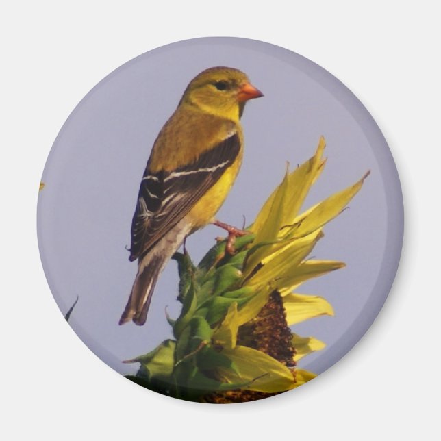 American Goldfinch on Sunflower Magnet (Front)